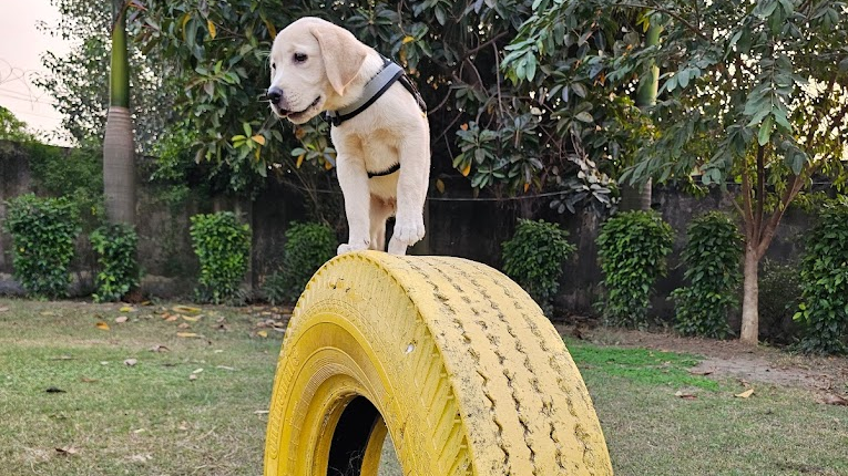 OMA Pet Boarding Noida | Dog Boarding in Noida
