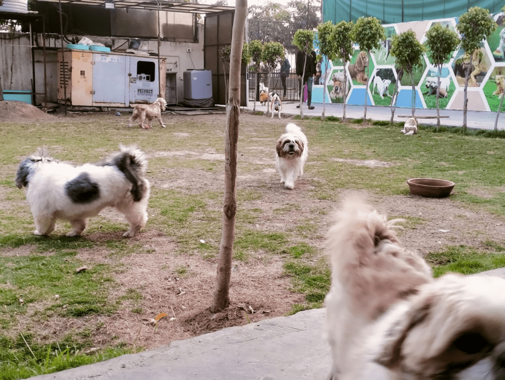 Furry Tails  | Dog Boarding in Noida
